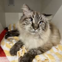 Photo of Furby