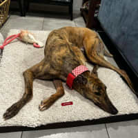 Photo of Richie The Greyhound 