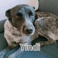 Photo of Yindi