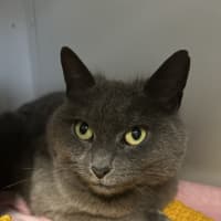 Photo of Kali
