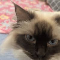 Photo of Gin Fizz (Catalina)