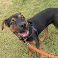 Photo of Knox