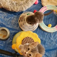 Photo of Primrose ** 2nd Chance Cát Rescue**