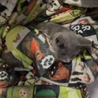 Photo of Nathema **2nd Chance Cat Rescue**