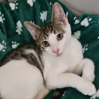 Photo of Whiskey * 9 Lives Project Rescue*
