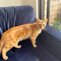 Photo of Ketchup
