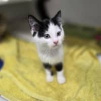 Photo of Simon