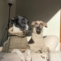Photo of Moka & Nellie