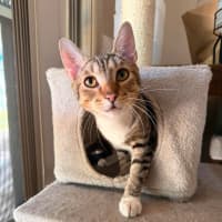 Photo of Moose