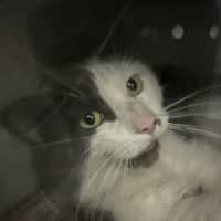 Photo of Augie