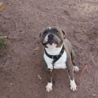 Photo of Boss