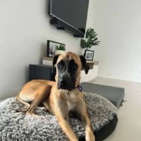 Photo of Whippy   1 Year Old Ridgeback X Great Dane