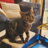 Photo of Ceasar ** 2nd Chance Cat Rescue**