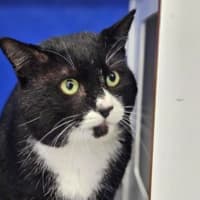 Photo of Oreo