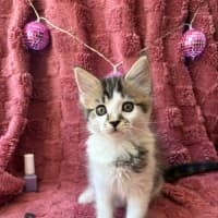 Photo of Trixie And Catya