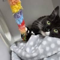 Photo of Willow