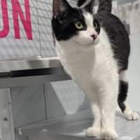Photo of Otto 