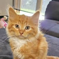 Photo of Jimmy Meet Me @Petstock Carrum Downs Store