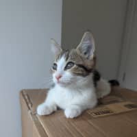 Photo of Sophia Golden