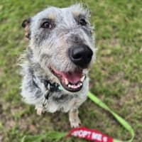 Photo of Scruffy