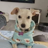 Photo of Lily