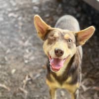 Photo of Romeo