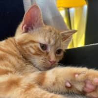 Photo of Mango
