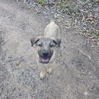 Photo of Bandit