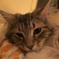 Photo of Puck