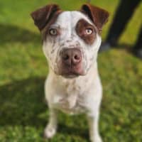 Photo of Humphrey
