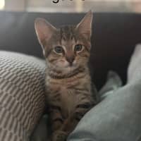 Photo of Aguero Meet Me@Petstock Dandenong Store 