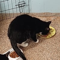 Photo of Captain Felix