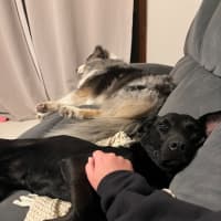Photo of Karma