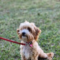 Photo of Ruby