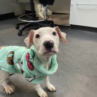 Photo of Pearl