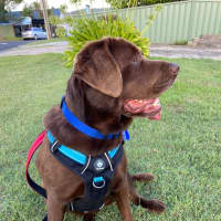 Photo of Bear   4 Year Old Labrador
