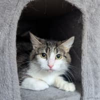 Photo of Hecate