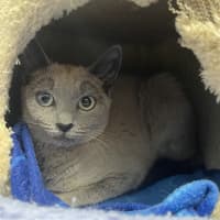 Photo of Jazzi 