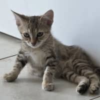 Photo of Pebbles