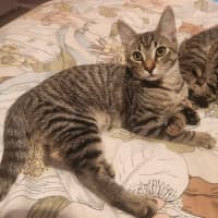 Photo of Martin   In Foster Care In Templestowe 