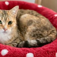 Photo of Tia Torrens