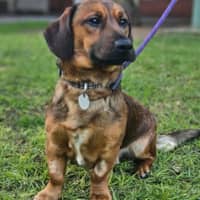 Photo of Oscar