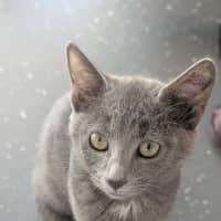 Photo of Rumble Honey