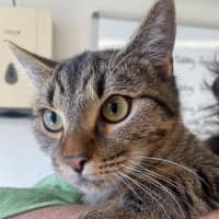 Photo of C1443 Sassy