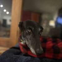 Photo of Swifty
