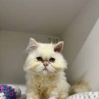 Photo of Gemini (Mello)