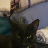 Photo of Slinky   1.5 Year Old Domestic Shorthair