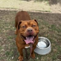 Photo of Kofu (68442)