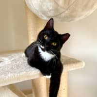 Photo of Angus