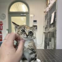 Photo of Sweet Pea